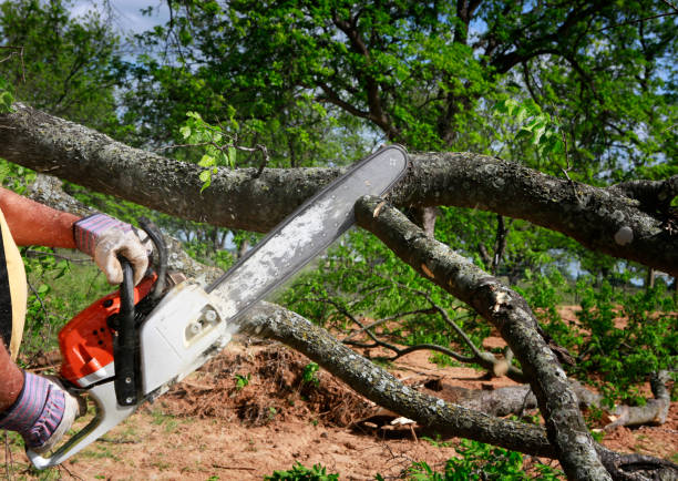 Best Tree and Shrub Care  in Ahtanum, WA